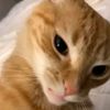 hamz_0amm50047079