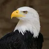 m_2004m99