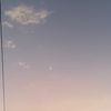 wilmerii_0