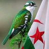mirak.bob74