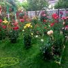 faridfarid0389.0