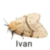 davyde.iva