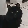 hakimi_felipino