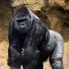thatt1gorilla