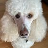 poodleduo