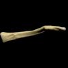 claviculea