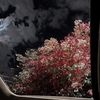 shh_2009.6