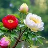 subol.halder1