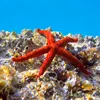 starfish8681