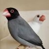 birds.lovers39