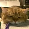 .cute.v.nh.ngc