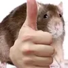 ndcuti3_tg10