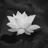 tran.thao414