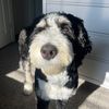 Kallie The Bernedoodle