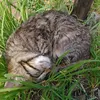 the_skinnycat