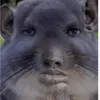uht_sigma