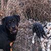 rottweiler.bek