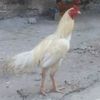 ibrahim.rashid379