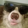 jagstravishunter1