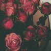 majhol_5551