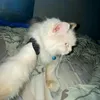 cedsuee