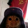 gato.polaco