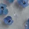 phuong.dii7