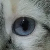 belah_62