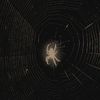 nephophile_28