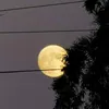 عراقي للابد