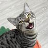 petlove_realreviews