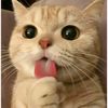leen.jamal63
