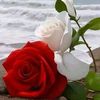 user6781416954028