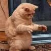 meocontutam