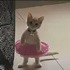 forgier