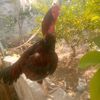 saleem.raza.7896