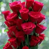 md.rokub7