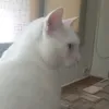 isaac_brujo2