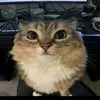 artem_toop1