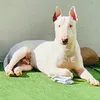 bbulgaroo1
