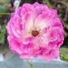 lillys.privspamm