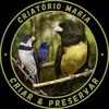 wesney_criador