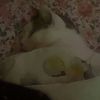 frankiethepoopy
