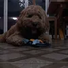 mia_lorax570