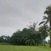 kribo_manis