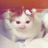 lanhkitty.1204