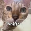 crispytoez6