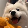 Dog Park