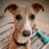 whippet__mum