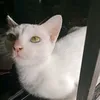 jmfyangfans35